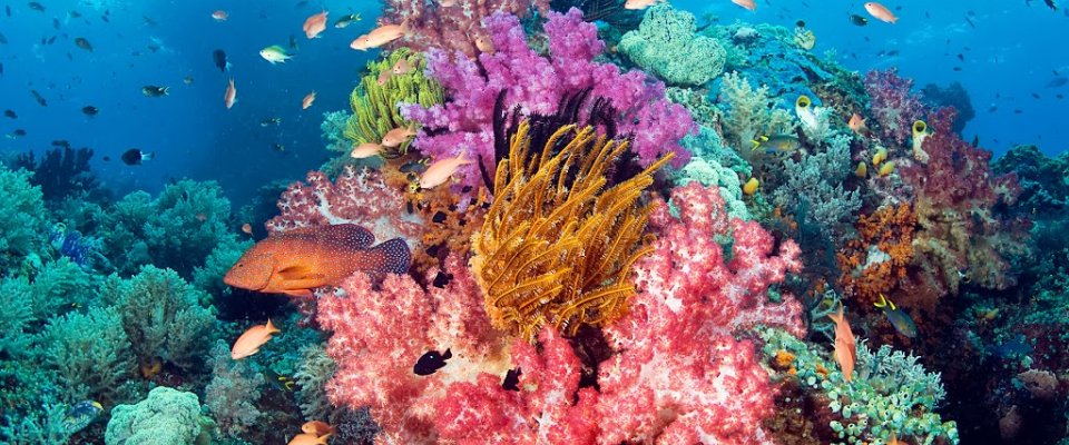 Barriera corallina Papua Occidentale,Indonesia