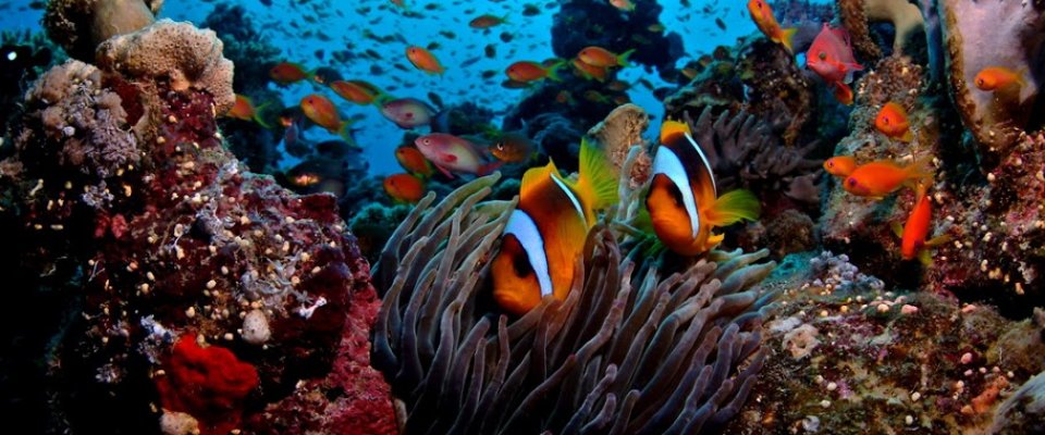 Barriera Corallina del Mar Rosso