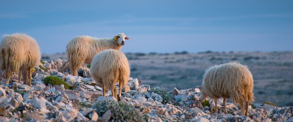 Croazia _Pag