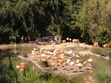 Sognando California...marzo2012