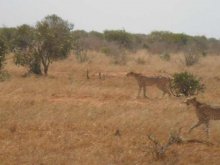 Kenia
