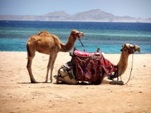 MAMMA MIA MI REGALO SHARM, OFFERTE DA 550 EURO
